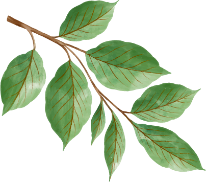 Decoratief klein groen blad illustratie